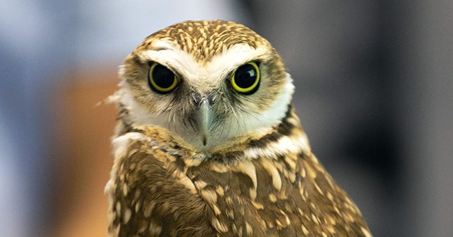 The Guest Owl that stole the show during the a Project Greenprint action panel during the the taping of It Happens at STN: Episode 8 on May 4, 2023 (STN / Brett Haehl)